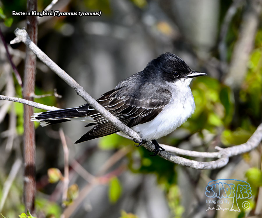 Eastern Kingbird - Tyrannus tyrannus