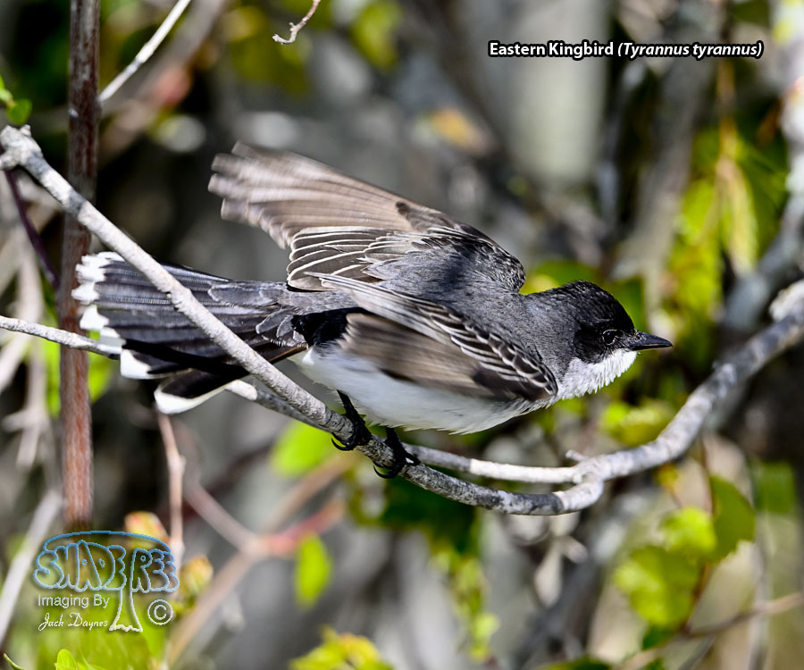 Eastern Kingbird - Tyrannus tyrannus