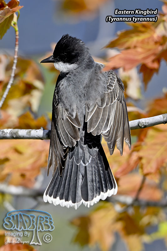 Eastern Kingbird - Tyrannus tyrannus