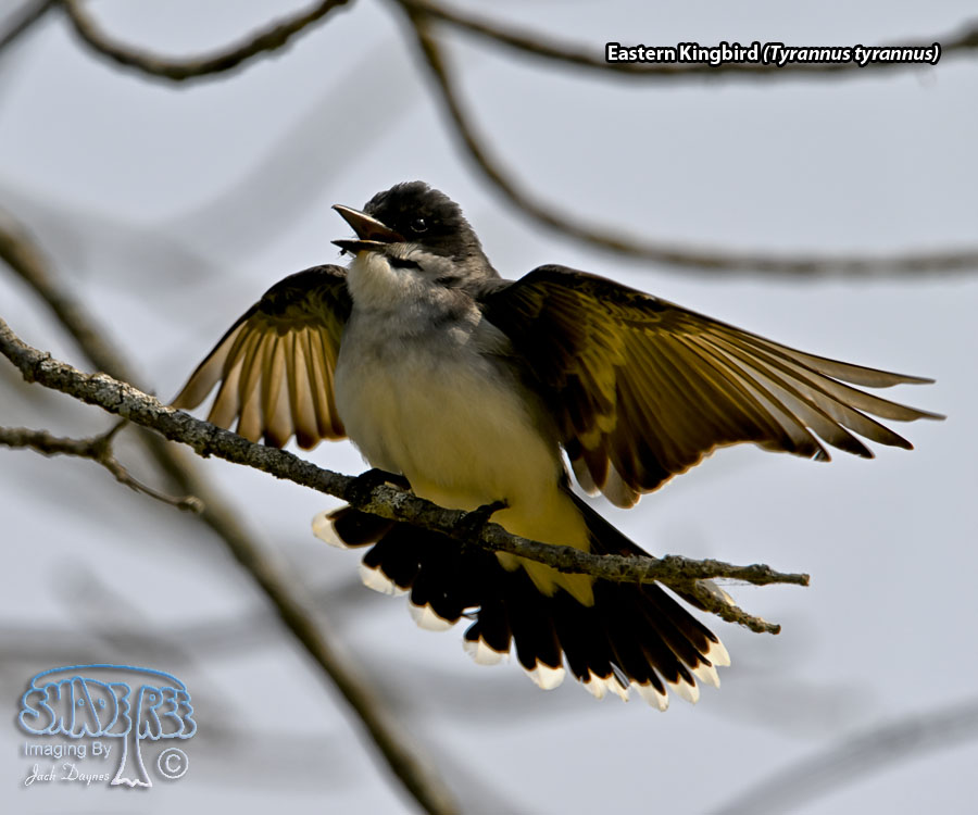 Eastern Kingbird - Tyrannus tyrannus