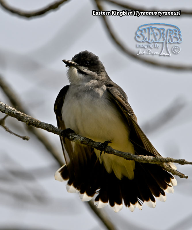 Eastern Kingbird - Tyrannus tyrannus