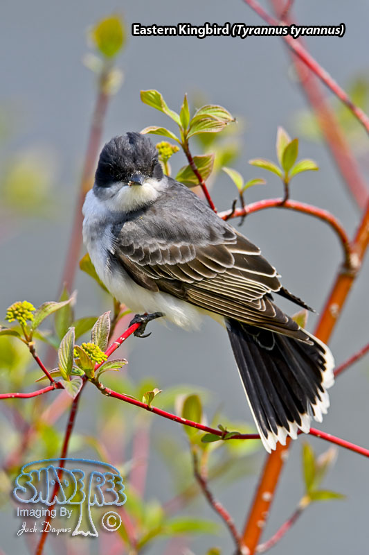 Eastern Kingbird - Tyrannus tyrannus