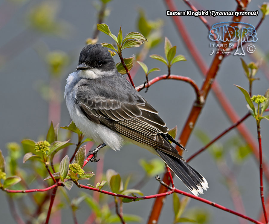 Eastern Kingbird - Tyrannus tyrannus