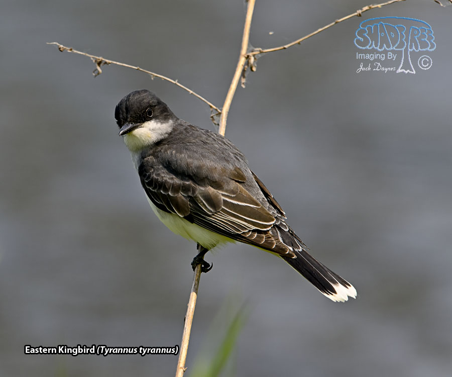 Eastern Kingbird - Tyrannus tyrannus
