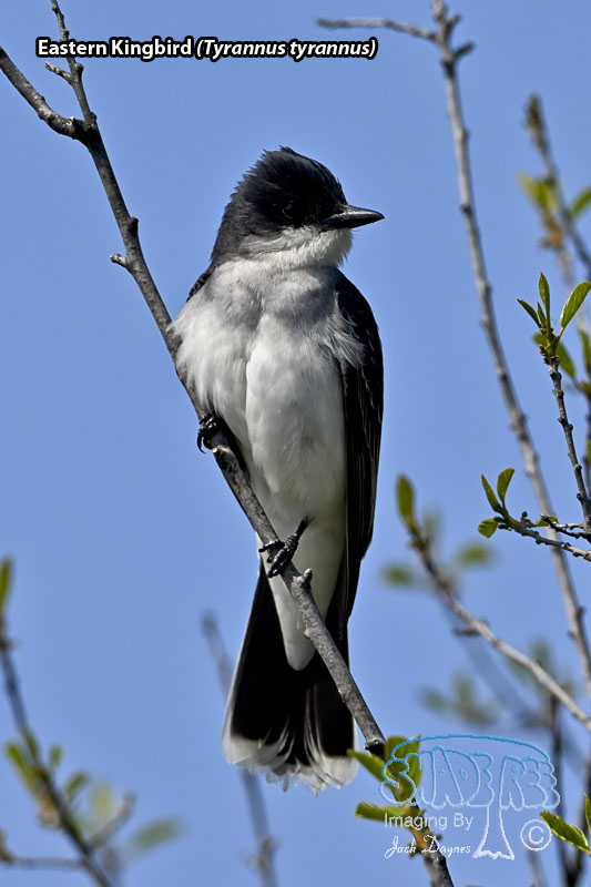 Eastern Kingbird - Tyrannus tyrannus