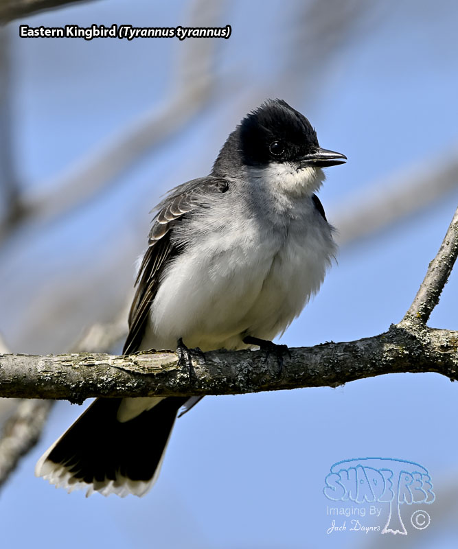 Eastern Kingbird - Tyrannus tyrannus