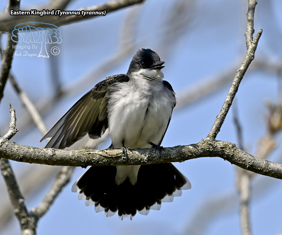 Eastern Kingbird - Tyrannus tyrannus