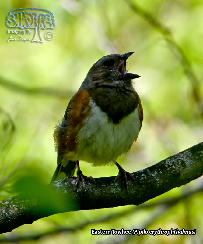 Eastern Towhee - Pipilo erythrophthalmus