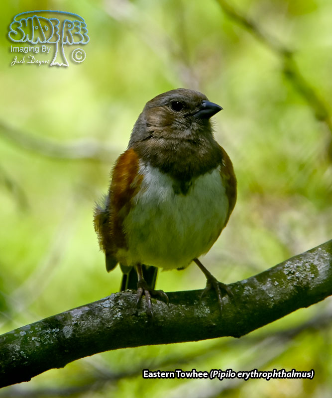 Eastern Towhee - Pipilo erythrophthalmus