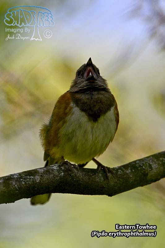 Eastern Towhee - Pipilo erythrophthalmus
