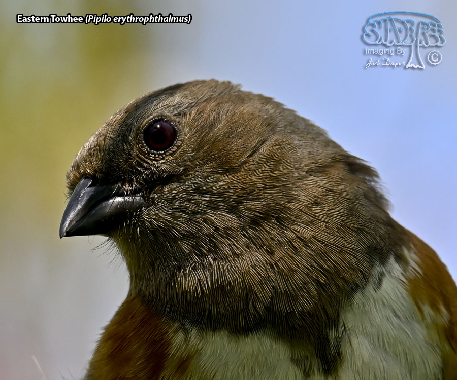 Eastern Towhee - Pipilo erythrophthalmus