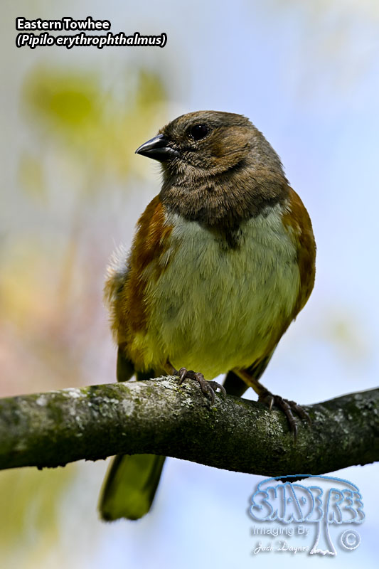 Eastern Towhee - Pipilo erythrophthalmus