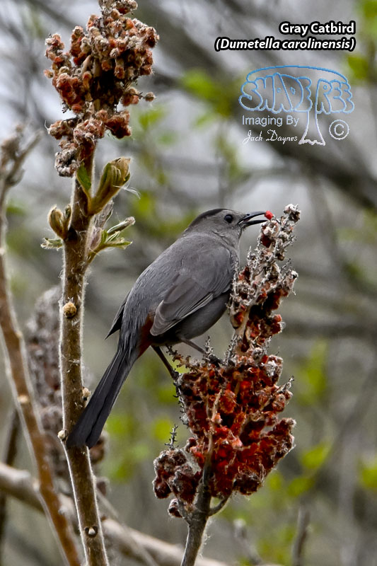 Gray Catbird - Dumetella carolinensis