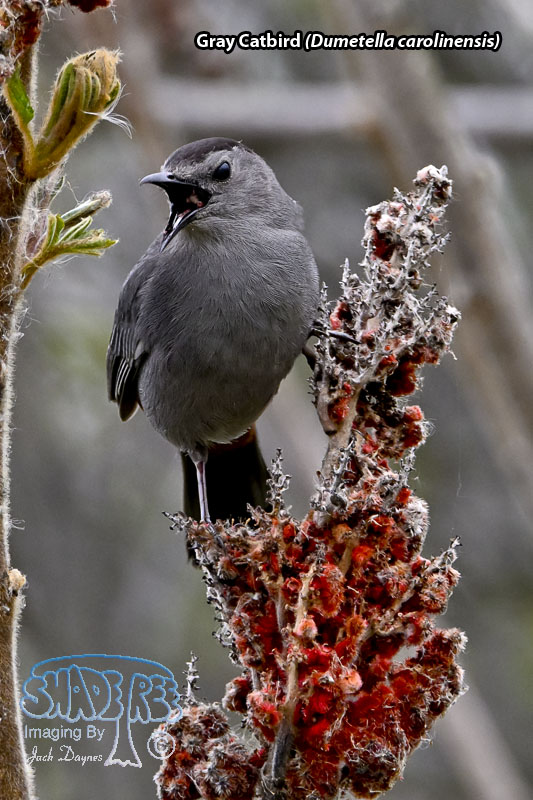 Gray Catbird - Dumetella carolinensis