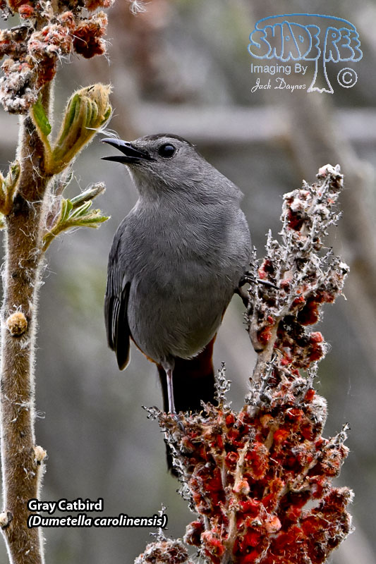 Gray Catbird - Dumetella carolinensis