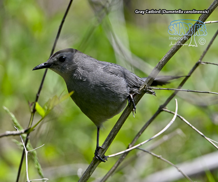 Gray Catbird - Dumetella carolinensis
