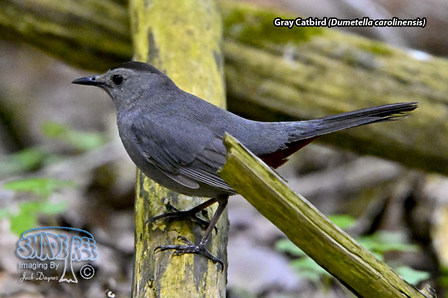 Gray Catbird - Dumetella carolinensis