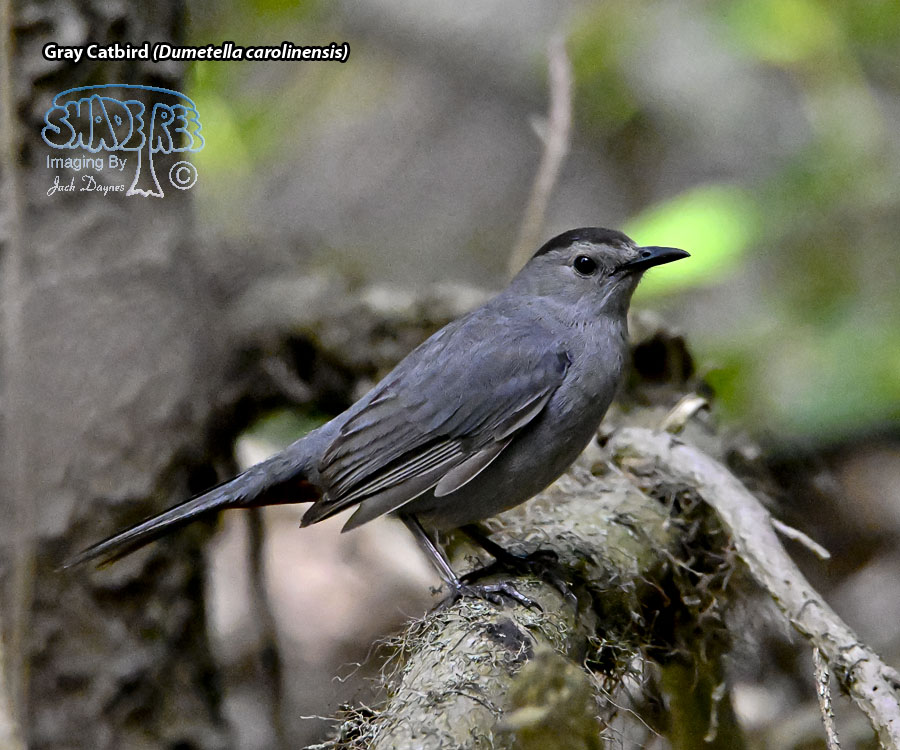 Gray Catbird - Dumetella carolinensis