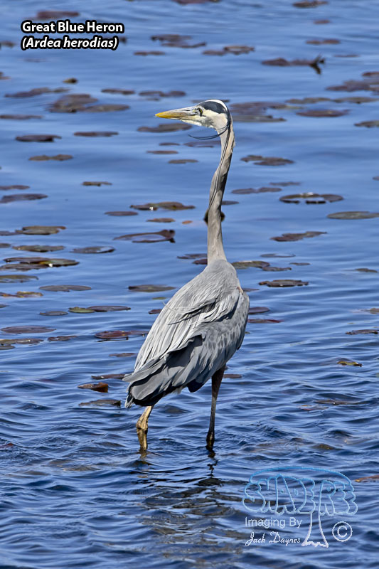 Great Blue Heron - Ardea herodias