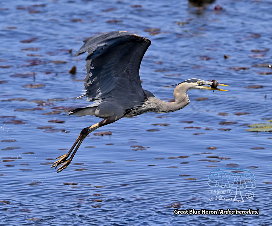 Great Blue Heron - Ardea herodias