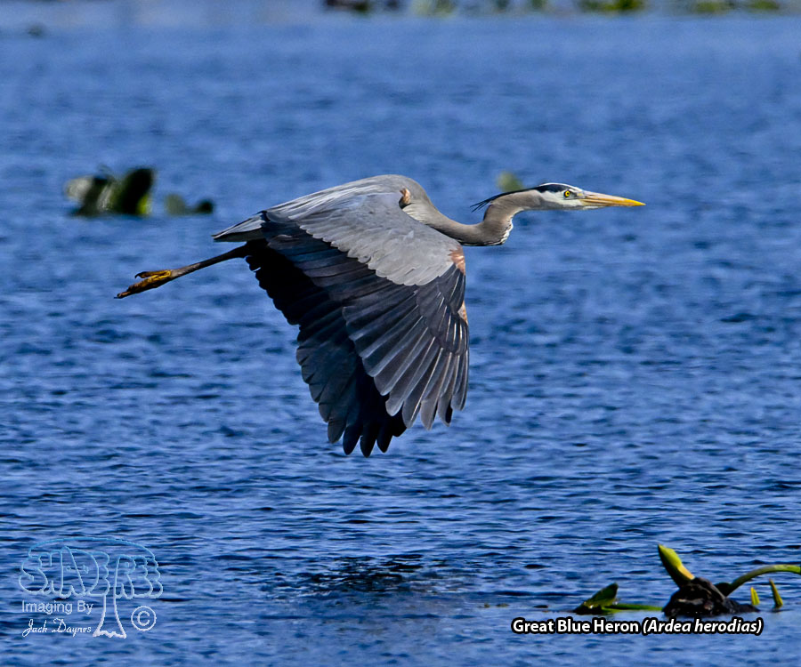 Great Blue Heron - Ardea herodias