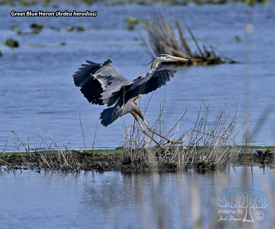 Great Blue Heron - Ardea herodias