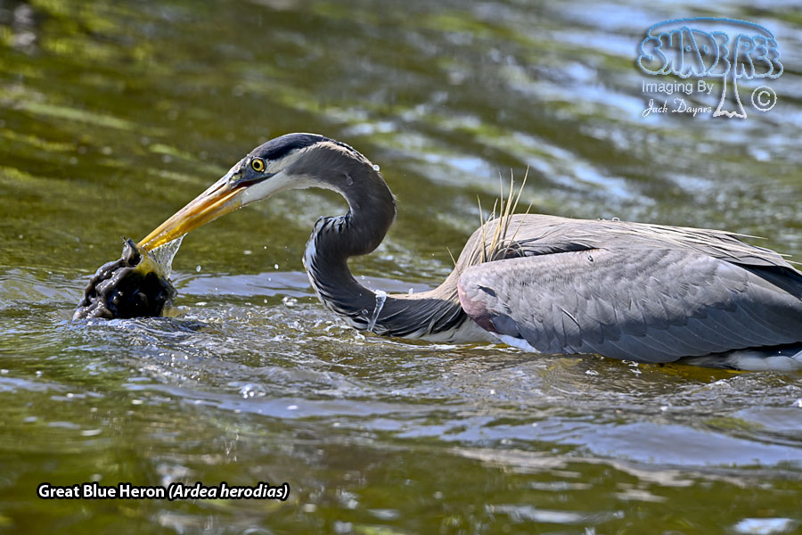Great Blue Heron - Ardea herodias
