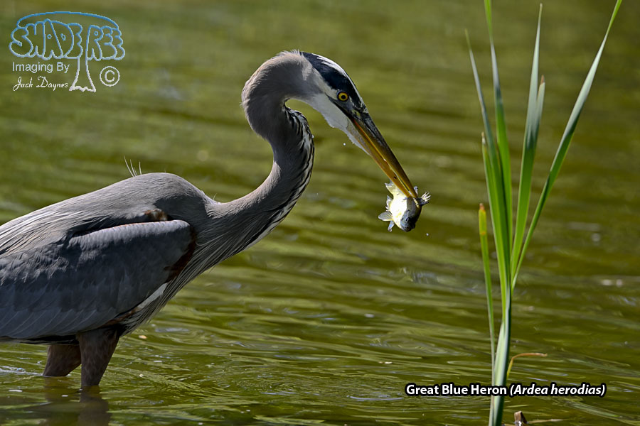 Great Blue Heron - Ardea herodias