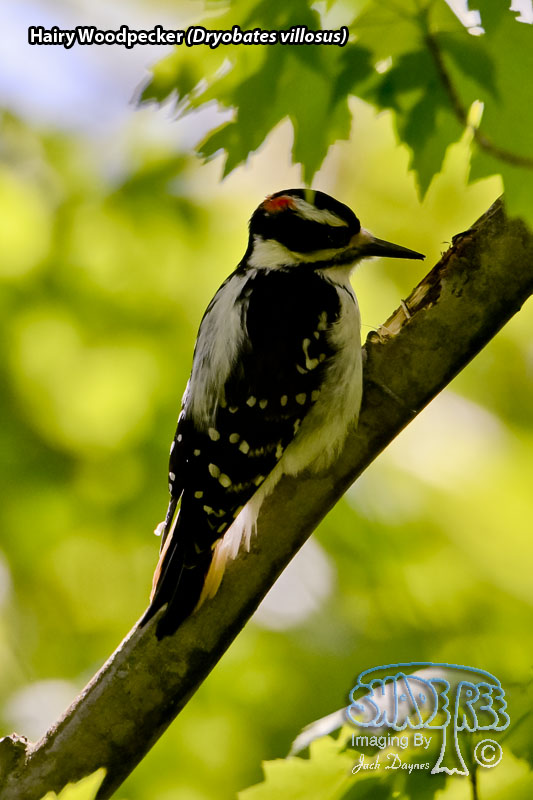 Hairy Woodpecker - Dryobates villosus