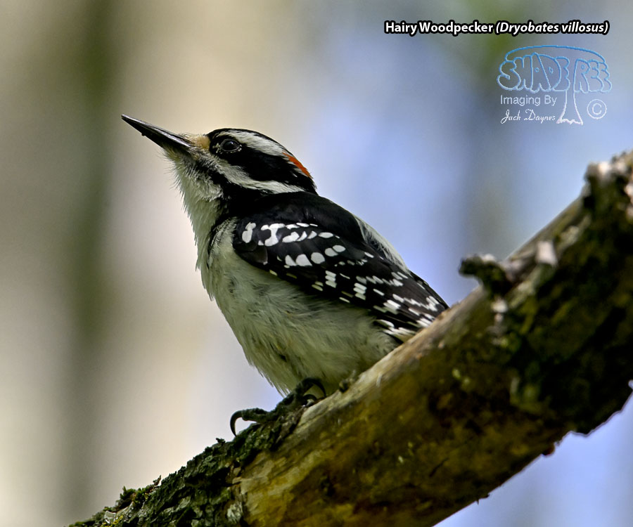 Hairy Woodpecker - Dryobates villosus