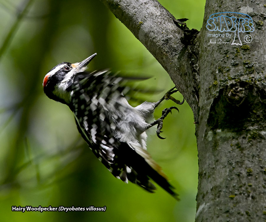 Hairy Woodpecker - Dryobates villosus