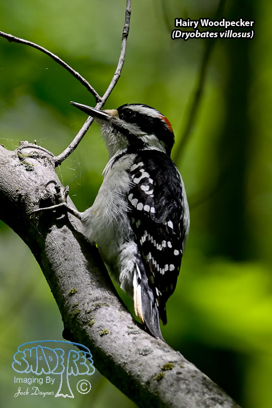Hairy Woodpecker - Dryobates villosus