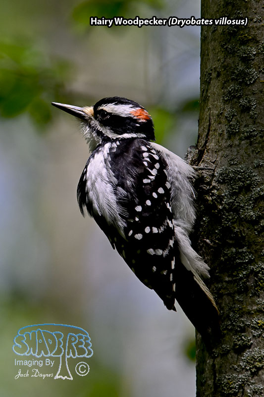 Hairy Woodpecker - Dryobates villosus