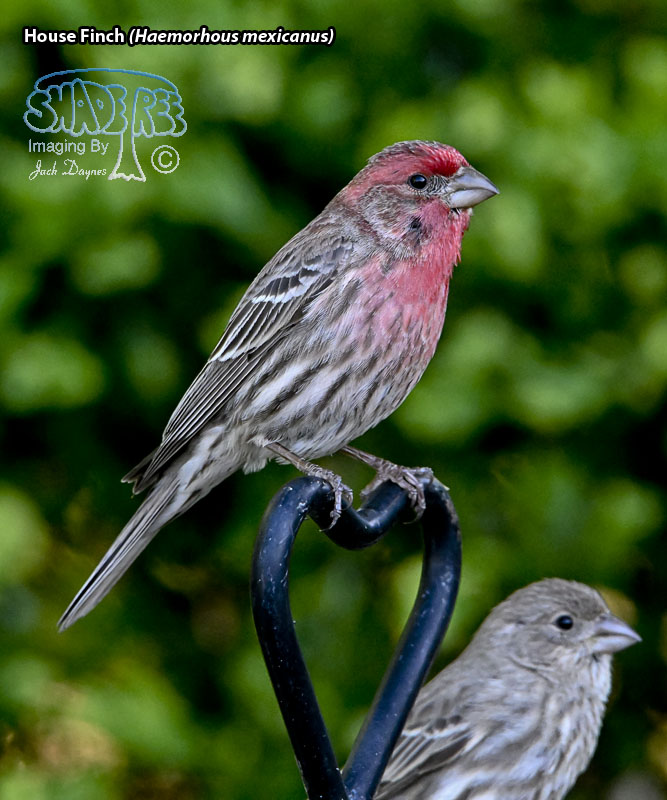 House Finch - Haemorhous mexicanus