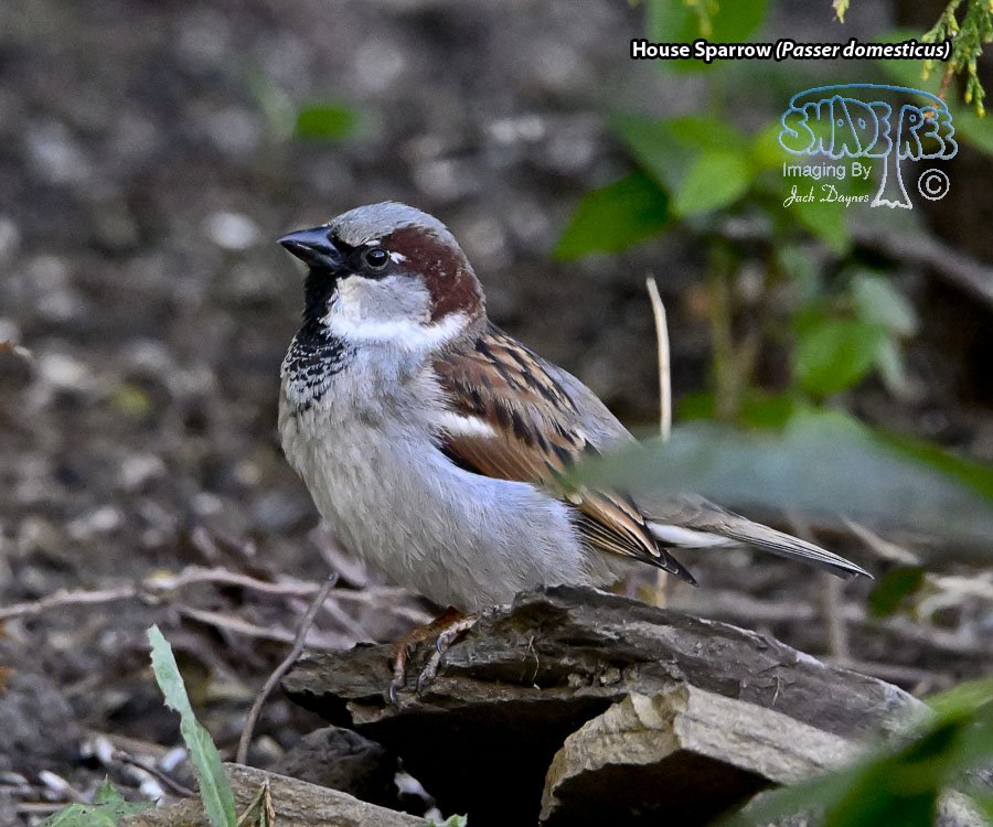 House Sparrow - Passer domesticus