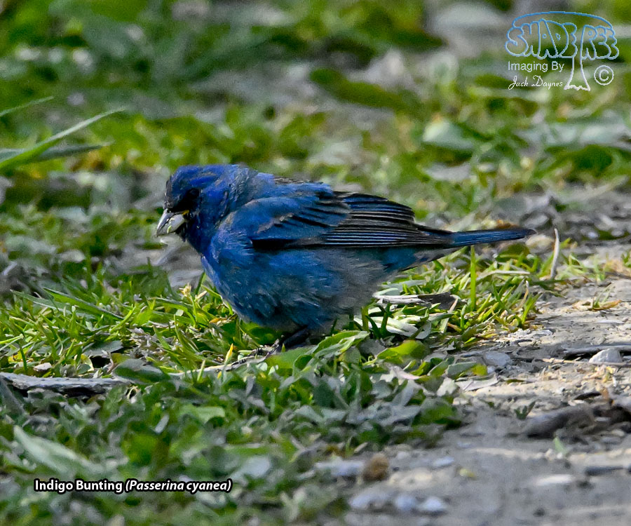 Indigo Bunting - Passerina cyanea