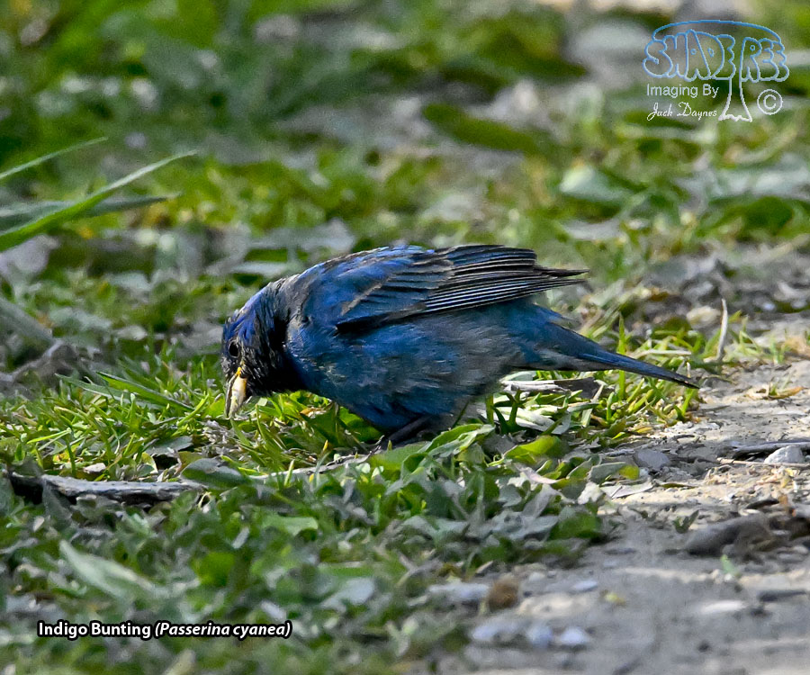 Indigo Bunting - Passerina cyanea