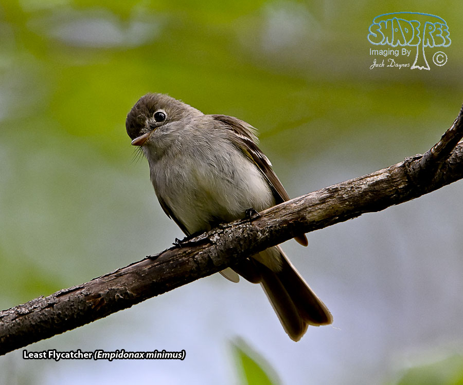 Least Flycatcher - Empidonax minimus