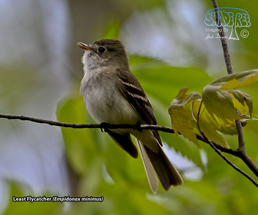 Least Flycatcher - Empidonax minimus