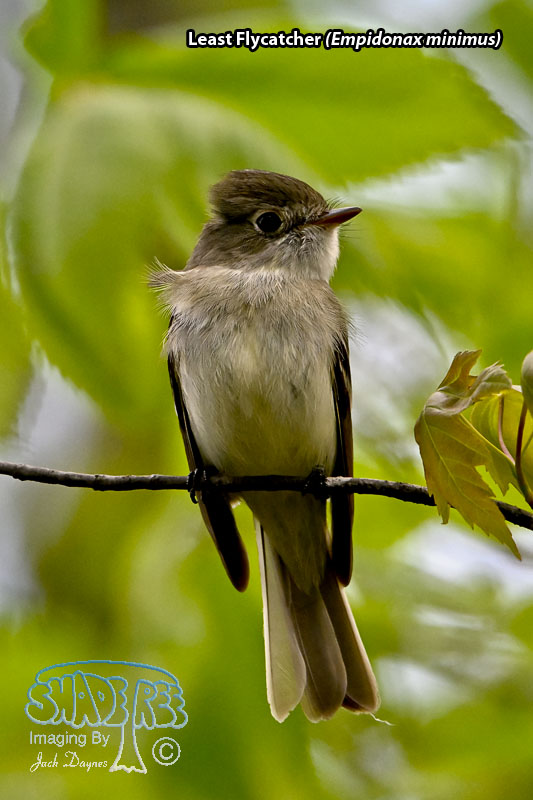 Least Flycatcher - Empidonax minimus