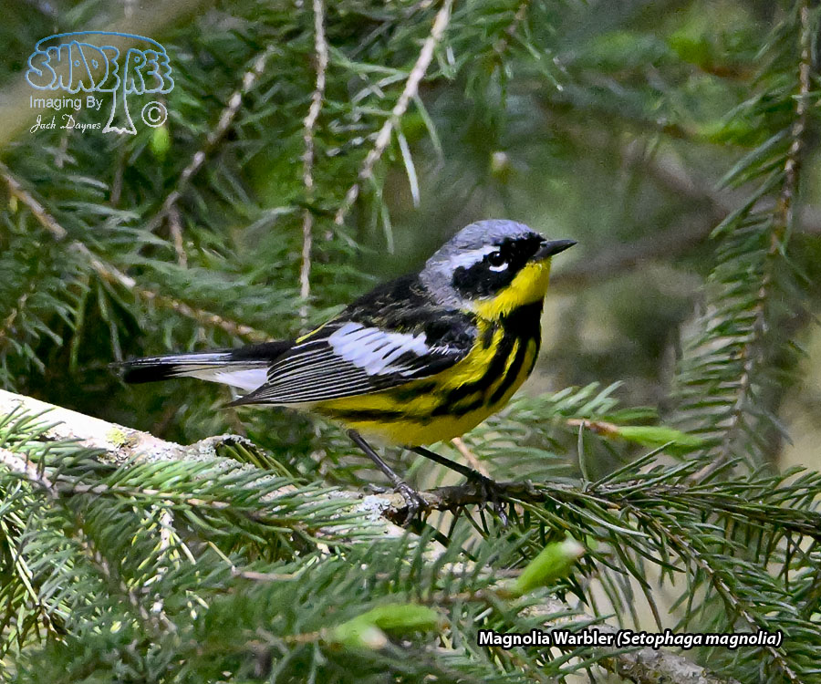 Magnolia Warbler - Setophaga magnolia