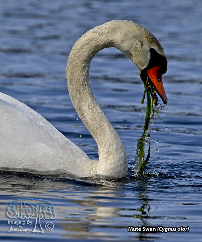 Mute Swan - Cygnus olor