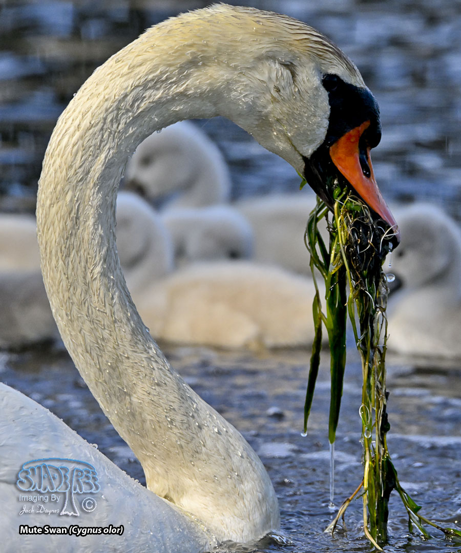 Mute Swan - Cygnus olor