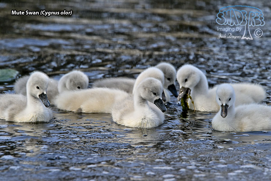 Mute Swan - Cygnus olor