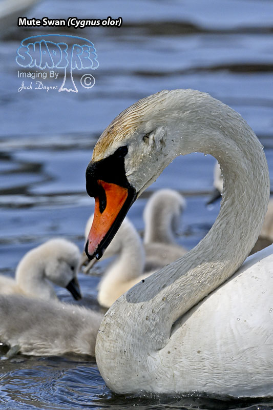 Mute Swan - Cygnus olor