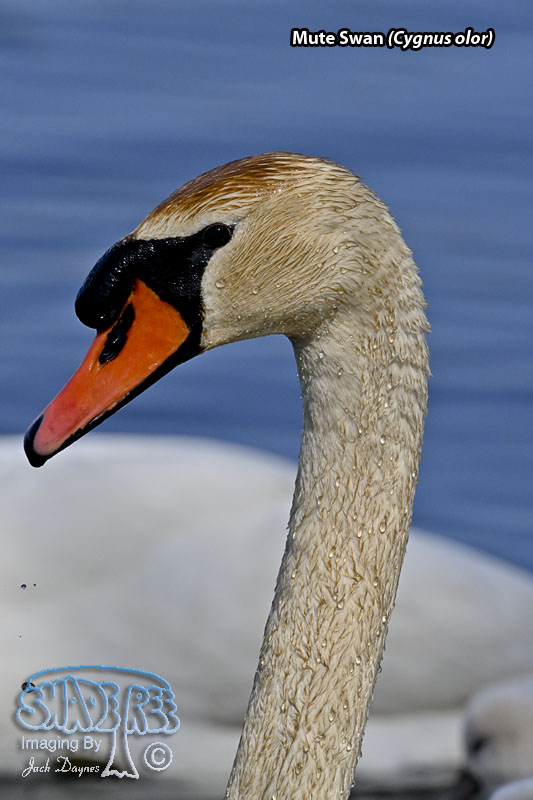 Mute Swan - Cygnus olor