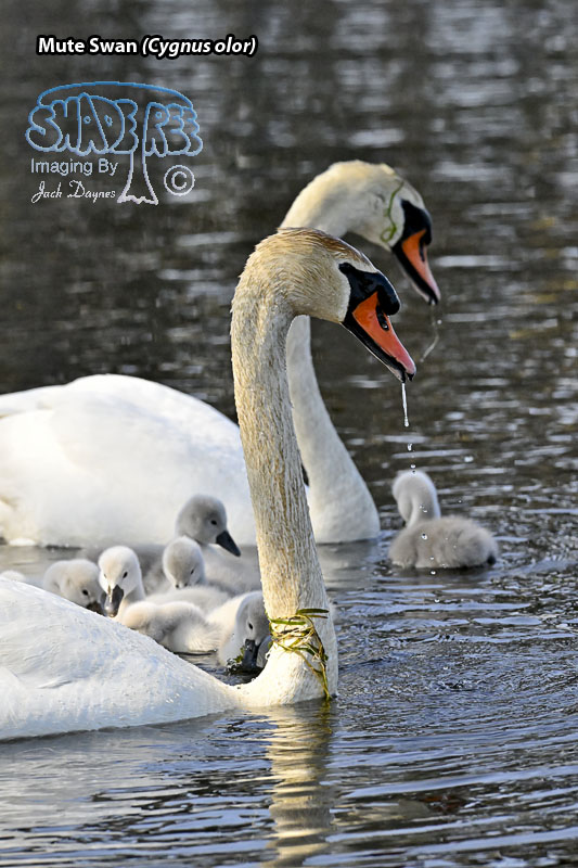 Mute Swan - Cygnus olor