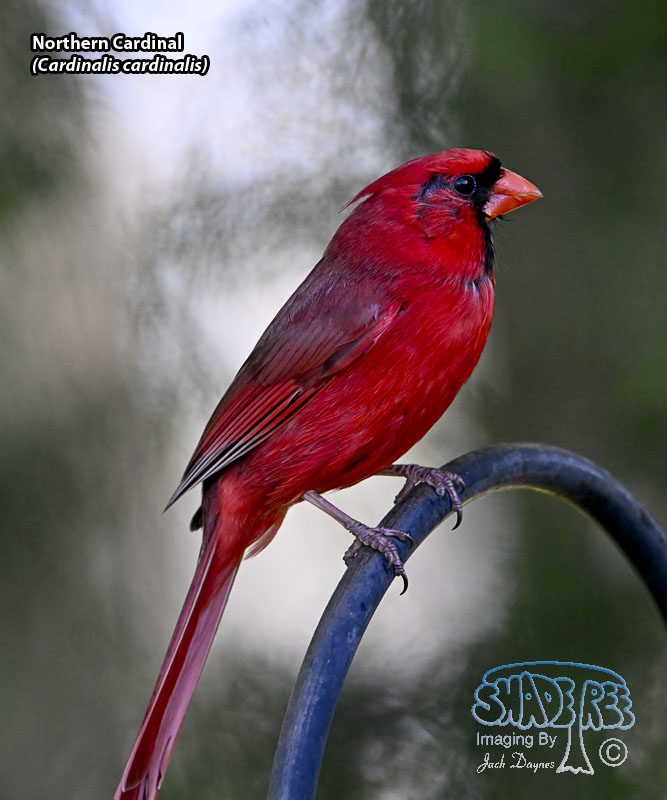Northern Cardinal - Cardinalis cardinalis