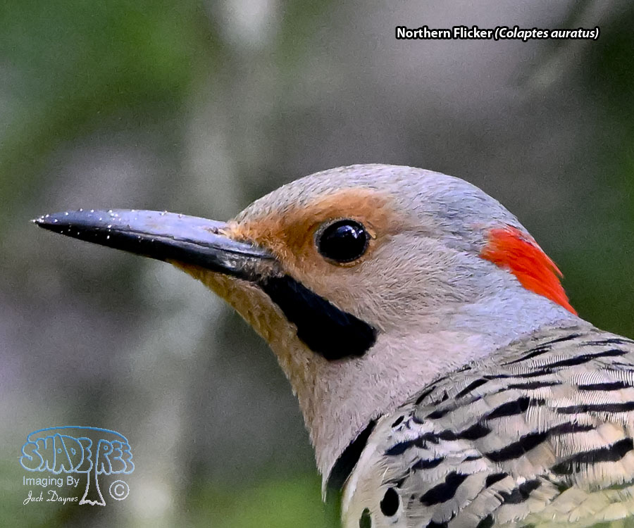 Northern Flicker - Colaptes auratus