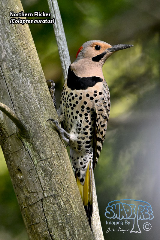 Northern Flicker - Colaptes auratus
